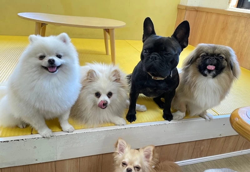 犬猫カフェ 月と太陽①