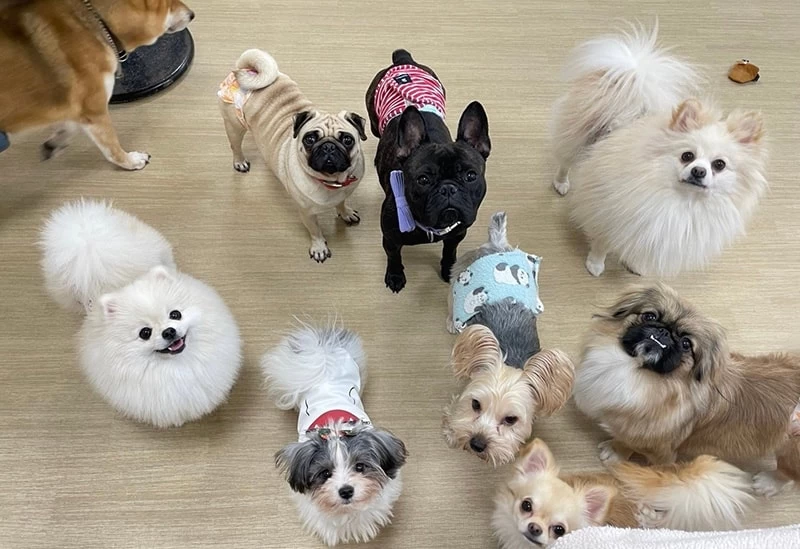 犬猫カフェ 月と太陽②
