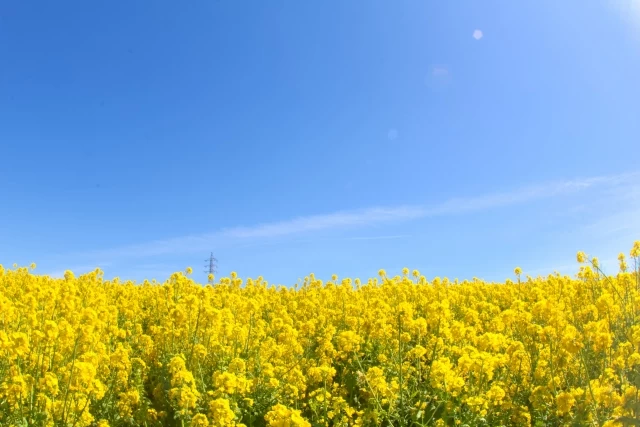 菜の花畑