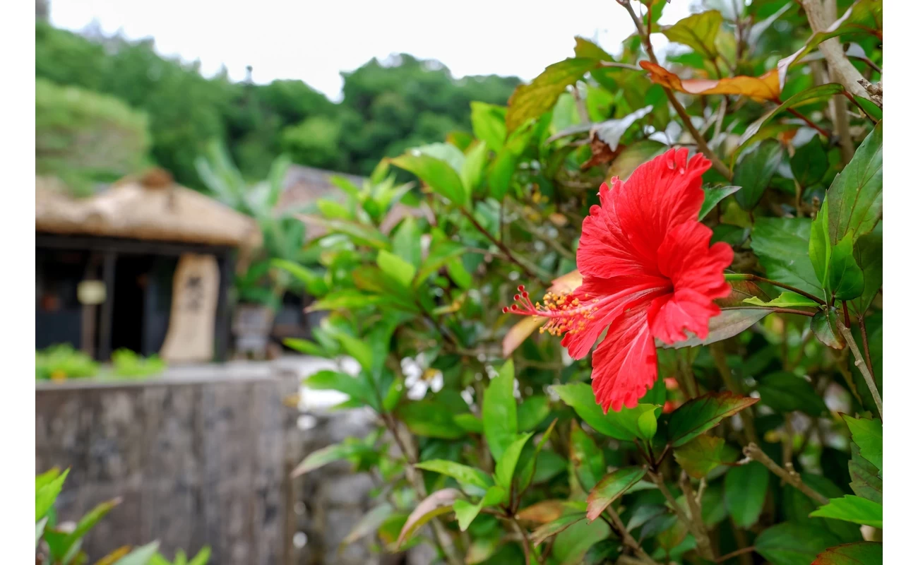 百年古家 大家 うふやー①