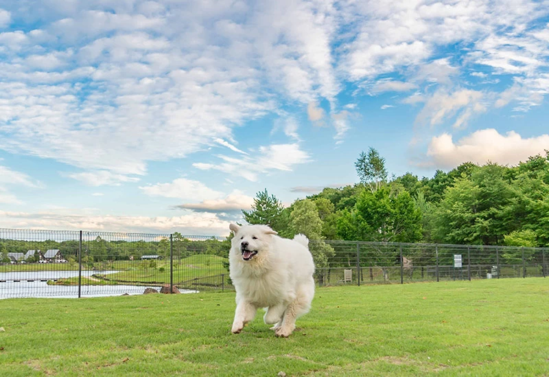 季節や天候を気にせず愉しめるドッグラン
