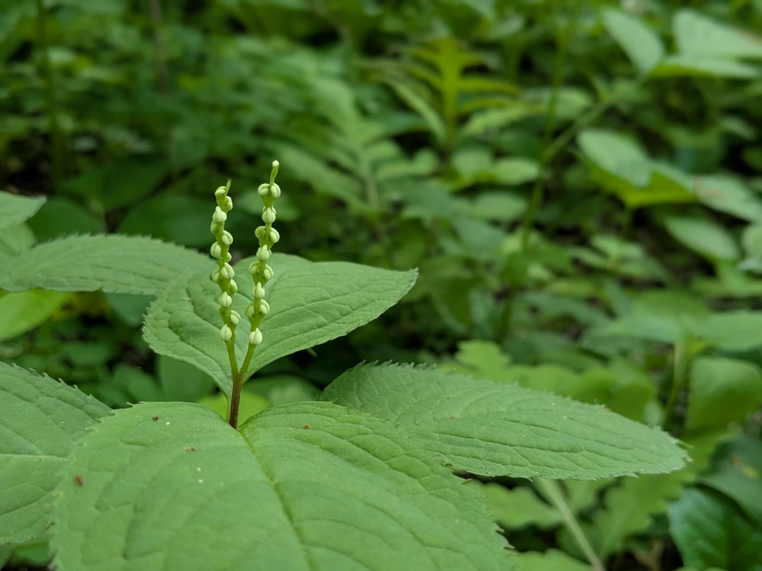 フタリシズカ(現地にて撮影)
