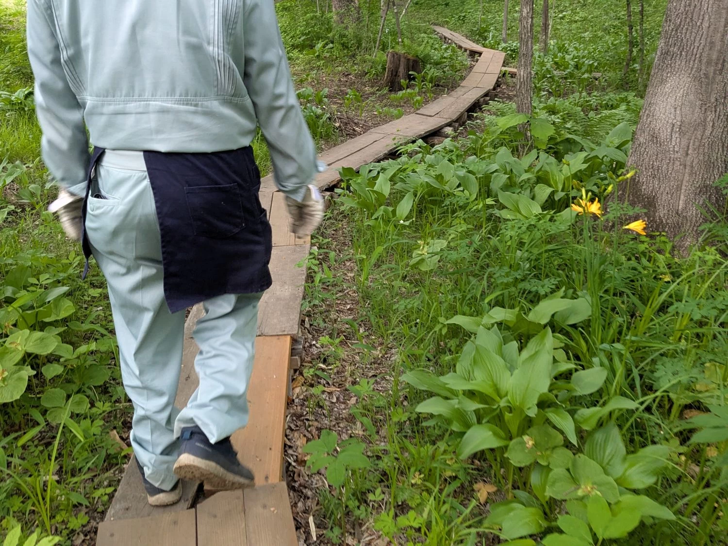 木道(現地にて撮影)