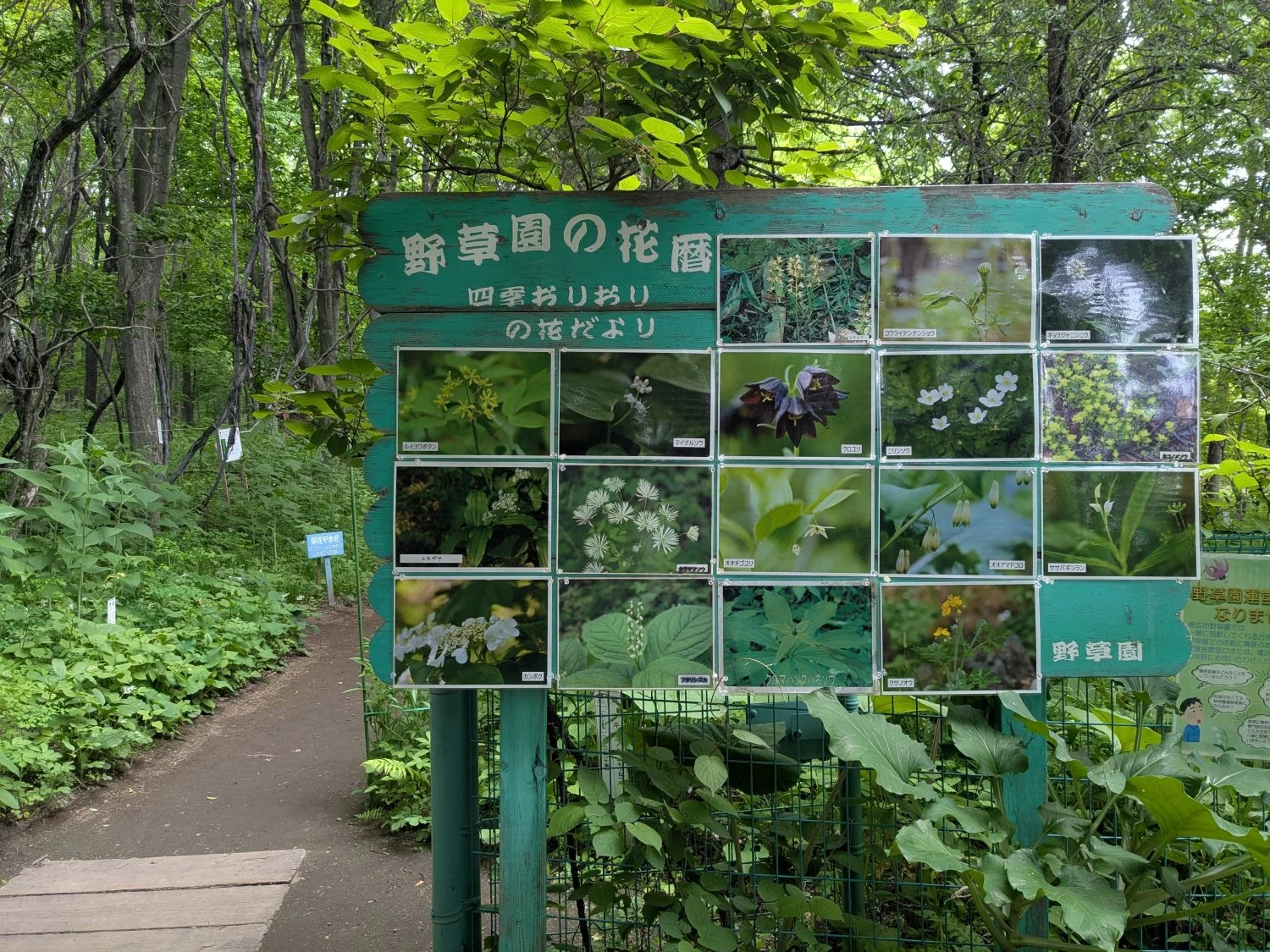 野草の紹介パネル(現地にて撮影)