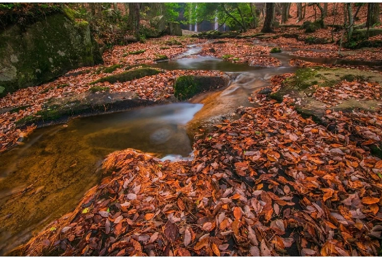 紅葉の絨毯に彩られる秋も一興