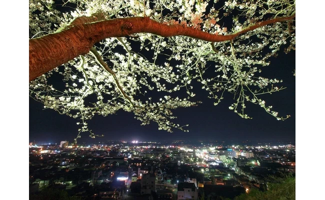 山王台公園の夜桜