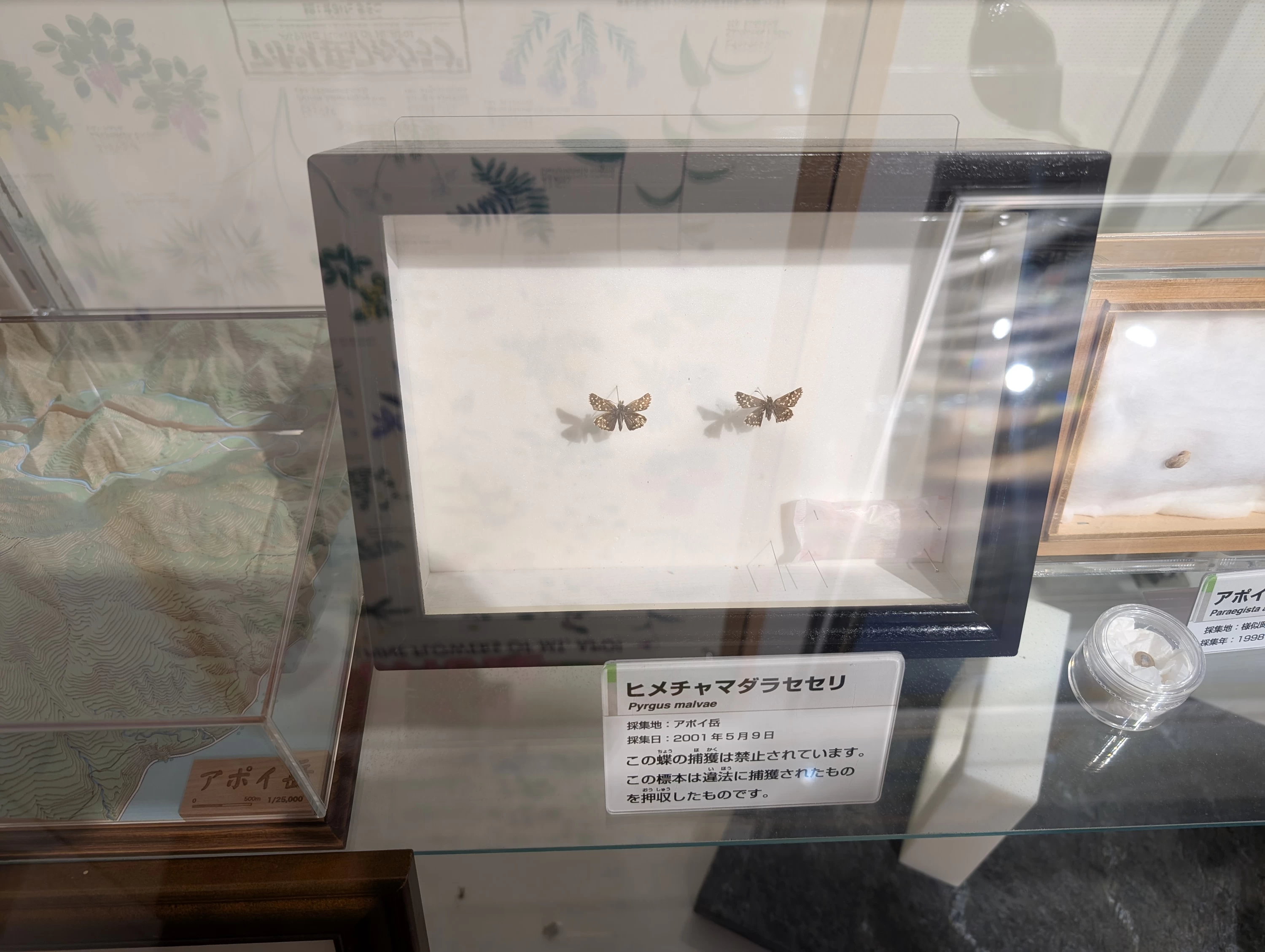 ヒメチャマダラセセリ(現地にて撮影)