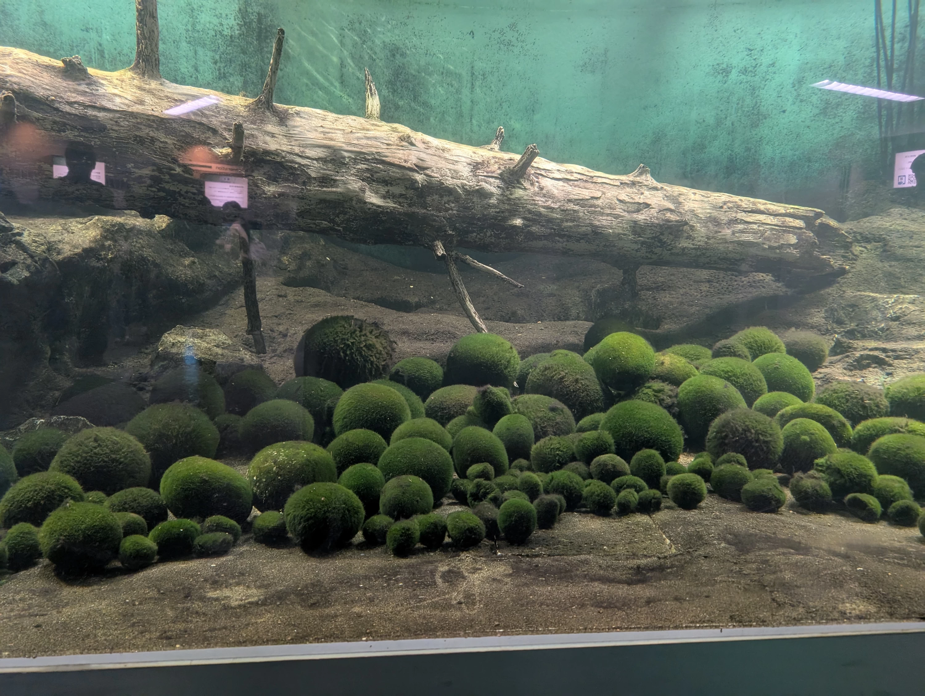 マリモの展示センター（現地にて撮影）