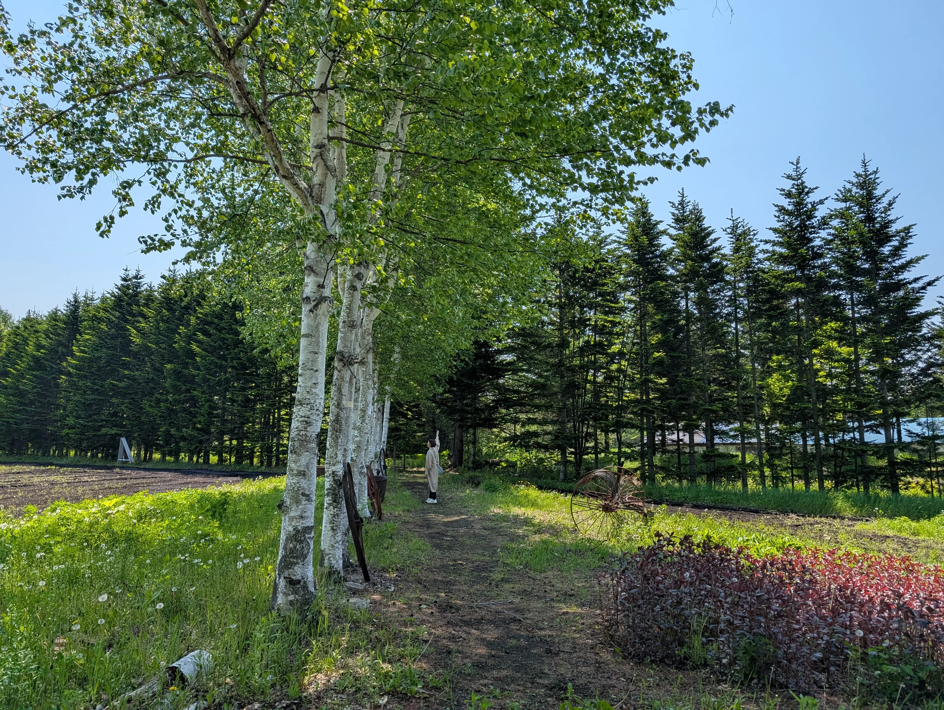 白樺の並木道（現地にて撮影）