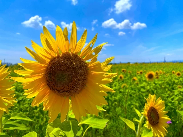 大輪のひまわり