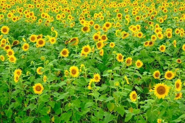 圧巻のひまわり畑
