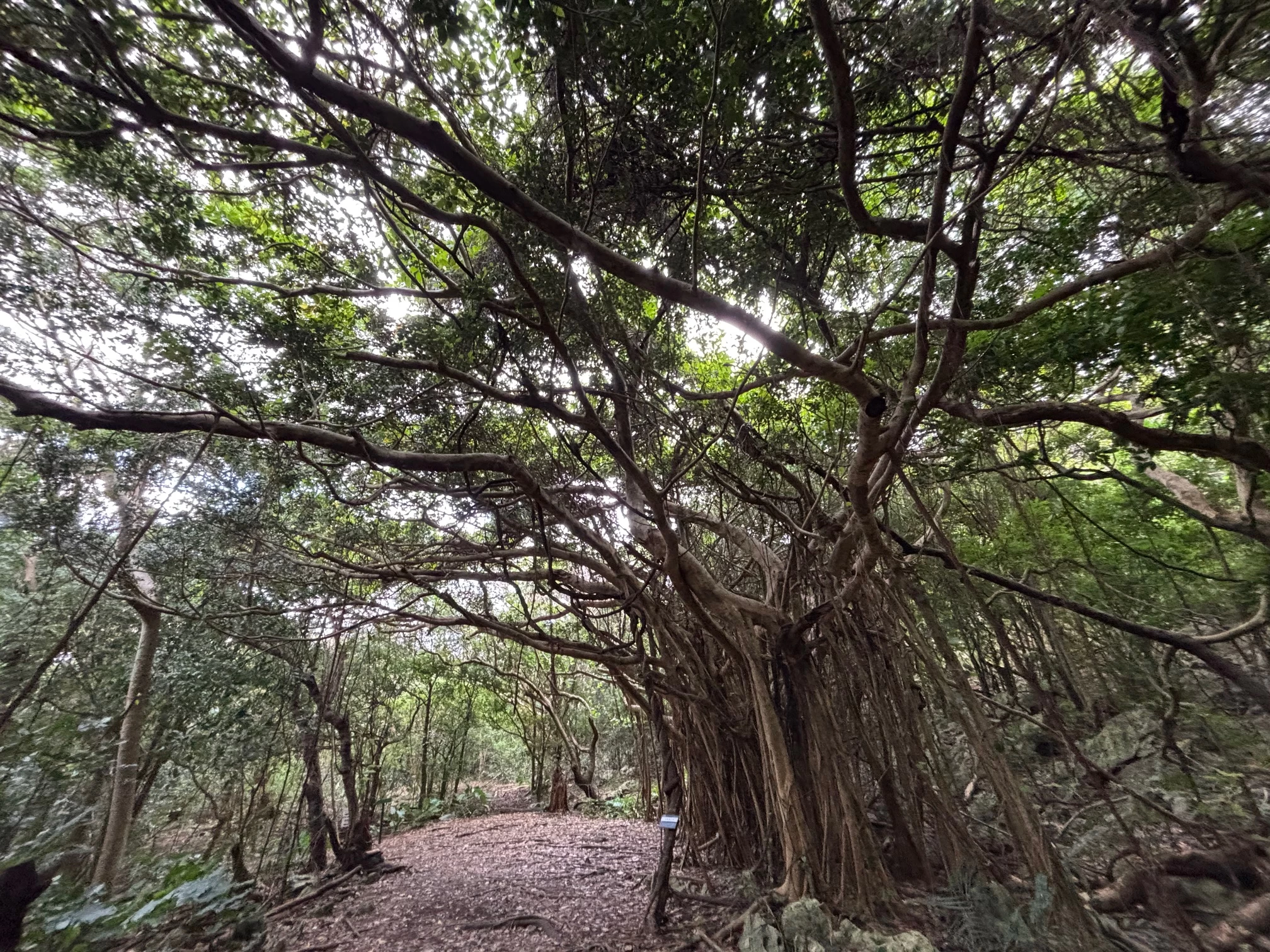 ガジュマルロード