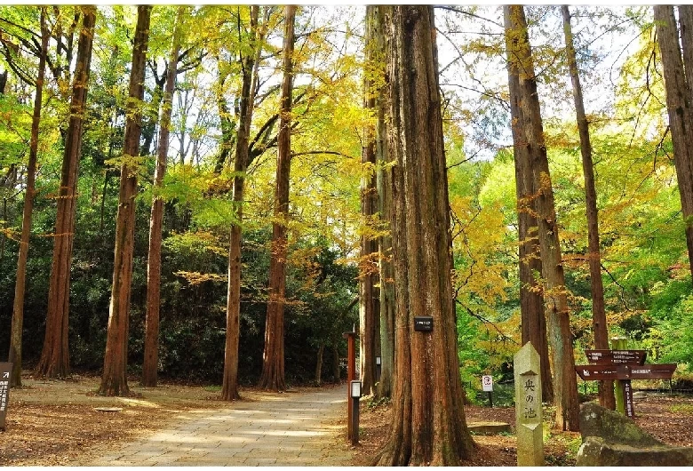 メタセコイヤ林