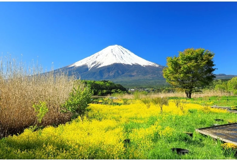 大石公園（春）