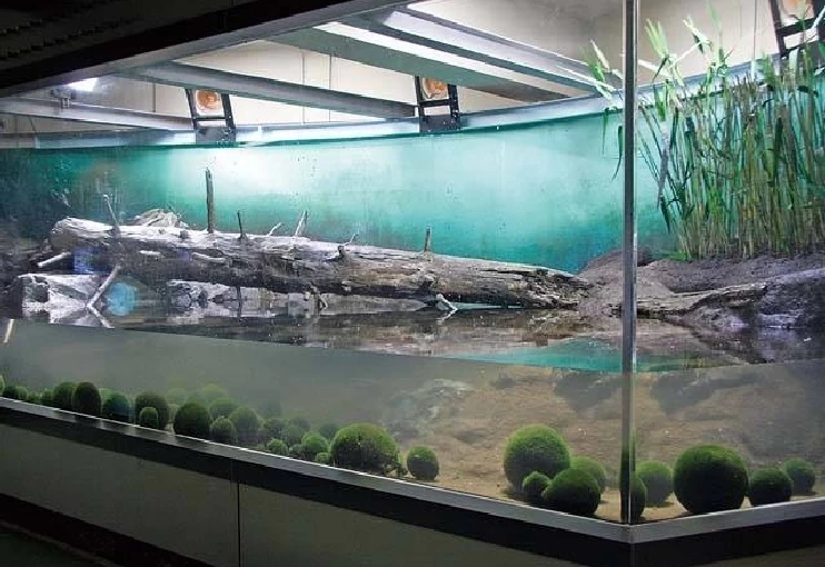 マリモ展示観察センター①