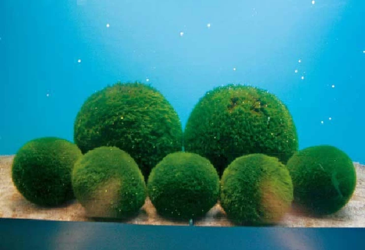 マリモ展示観察センター②