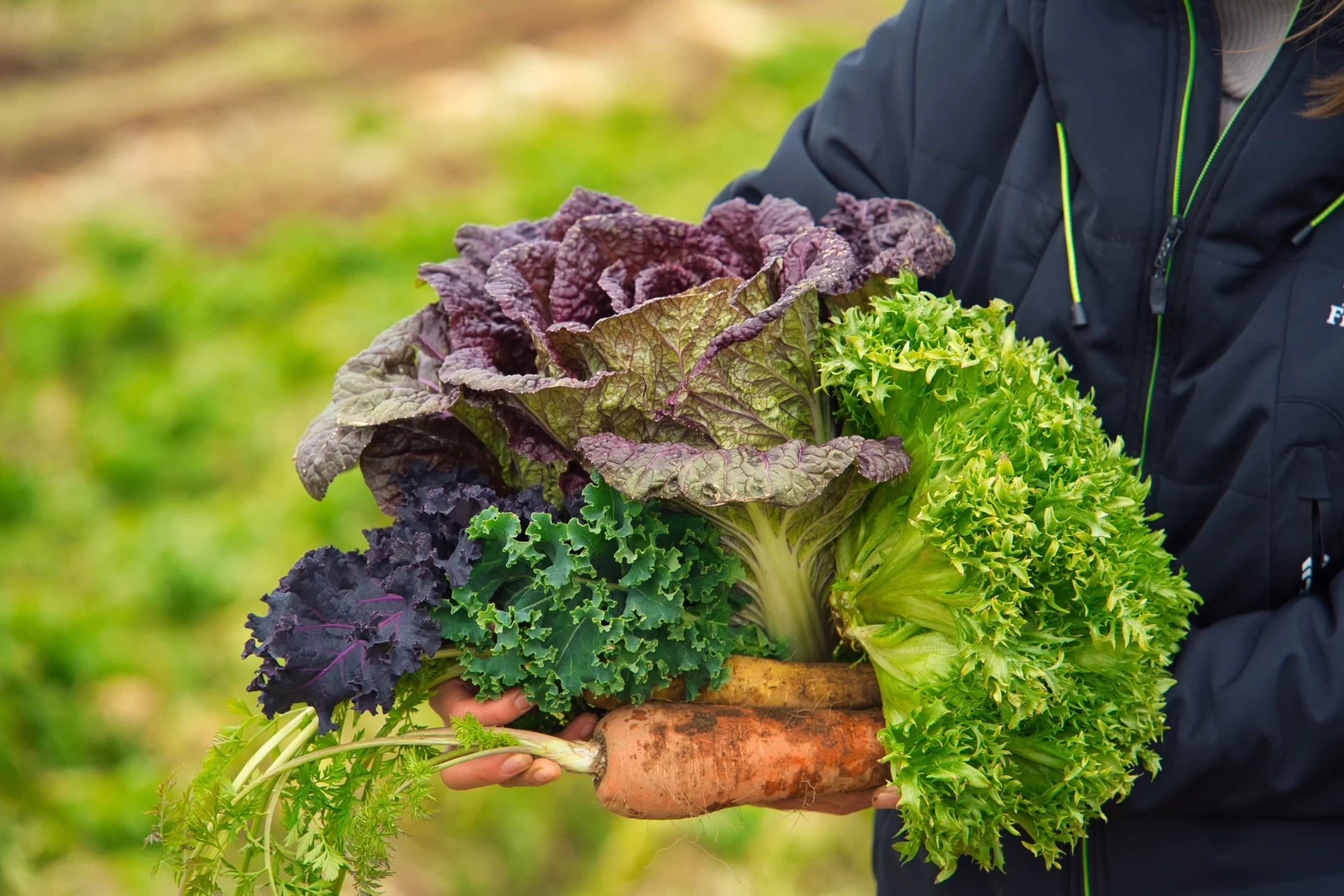 自社農園で取れた野菜