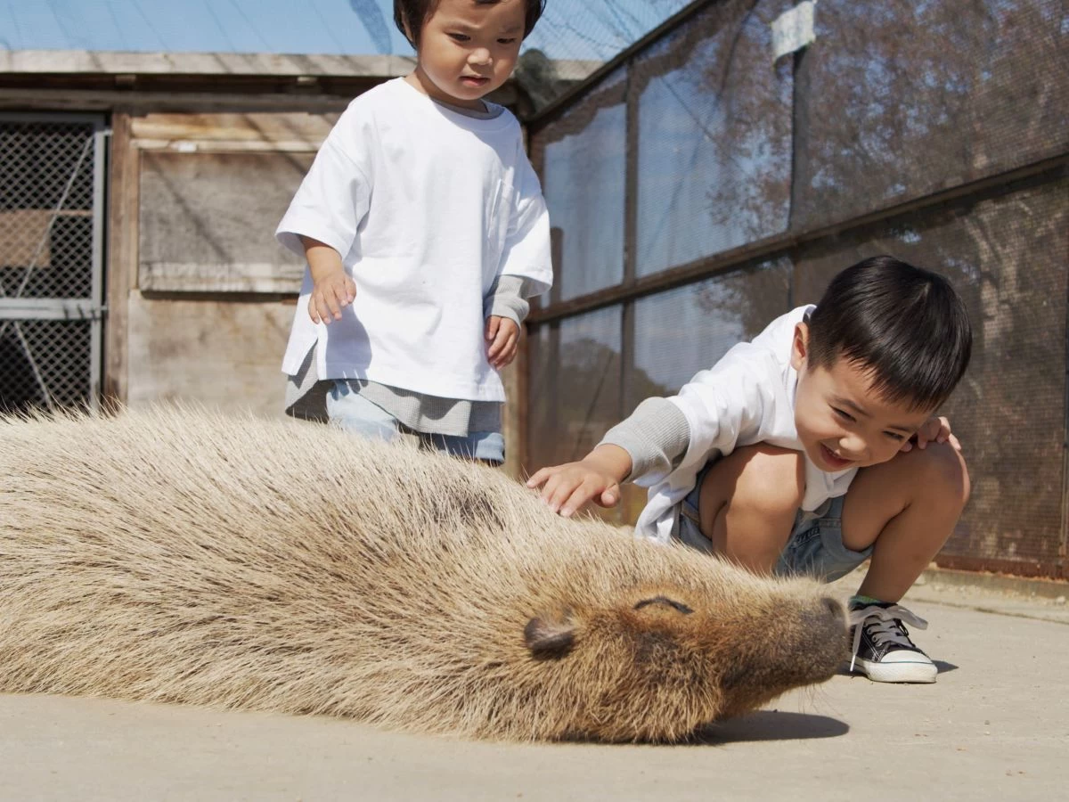 カピバラとのふれあい