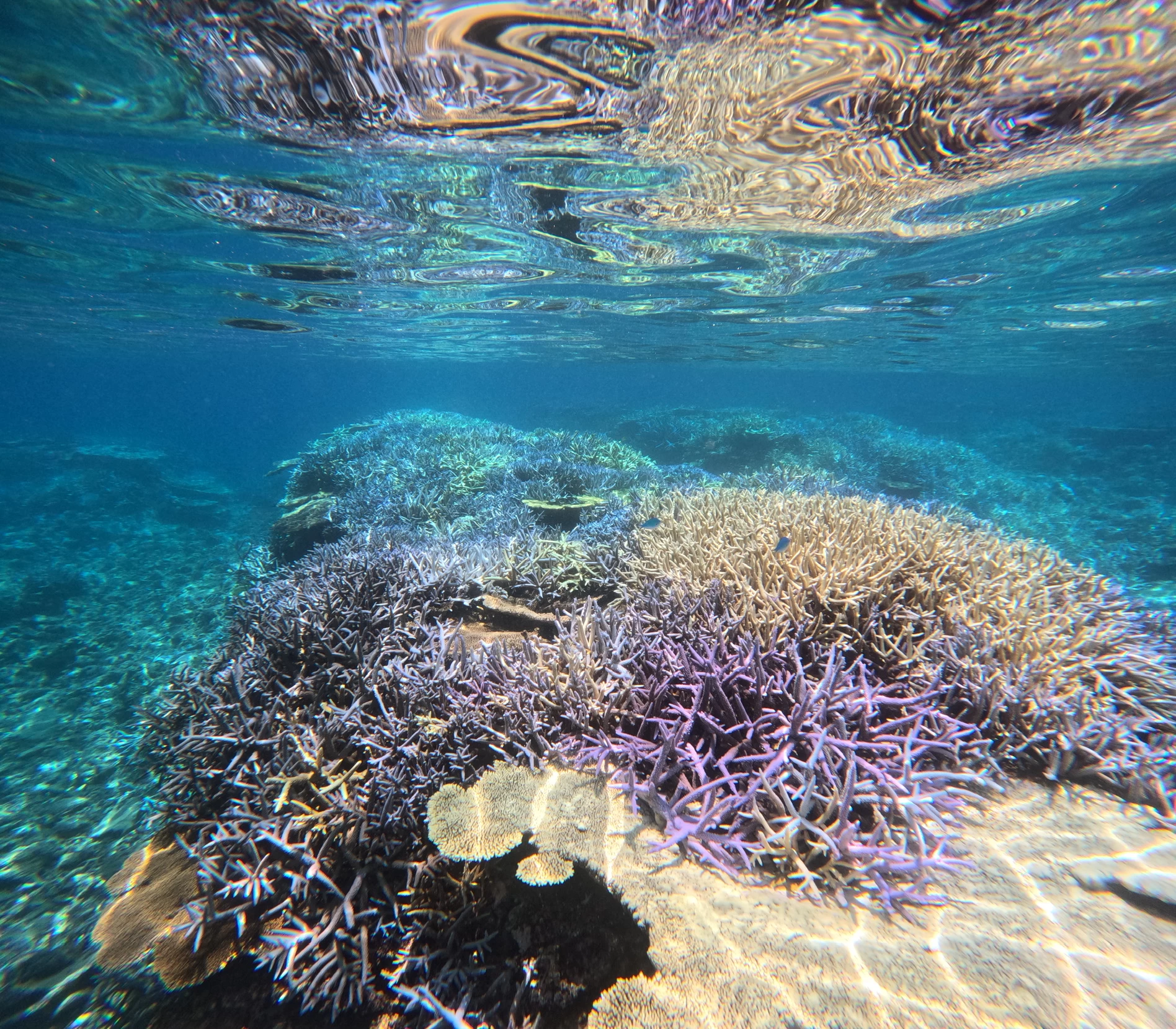 サンゴ礁
