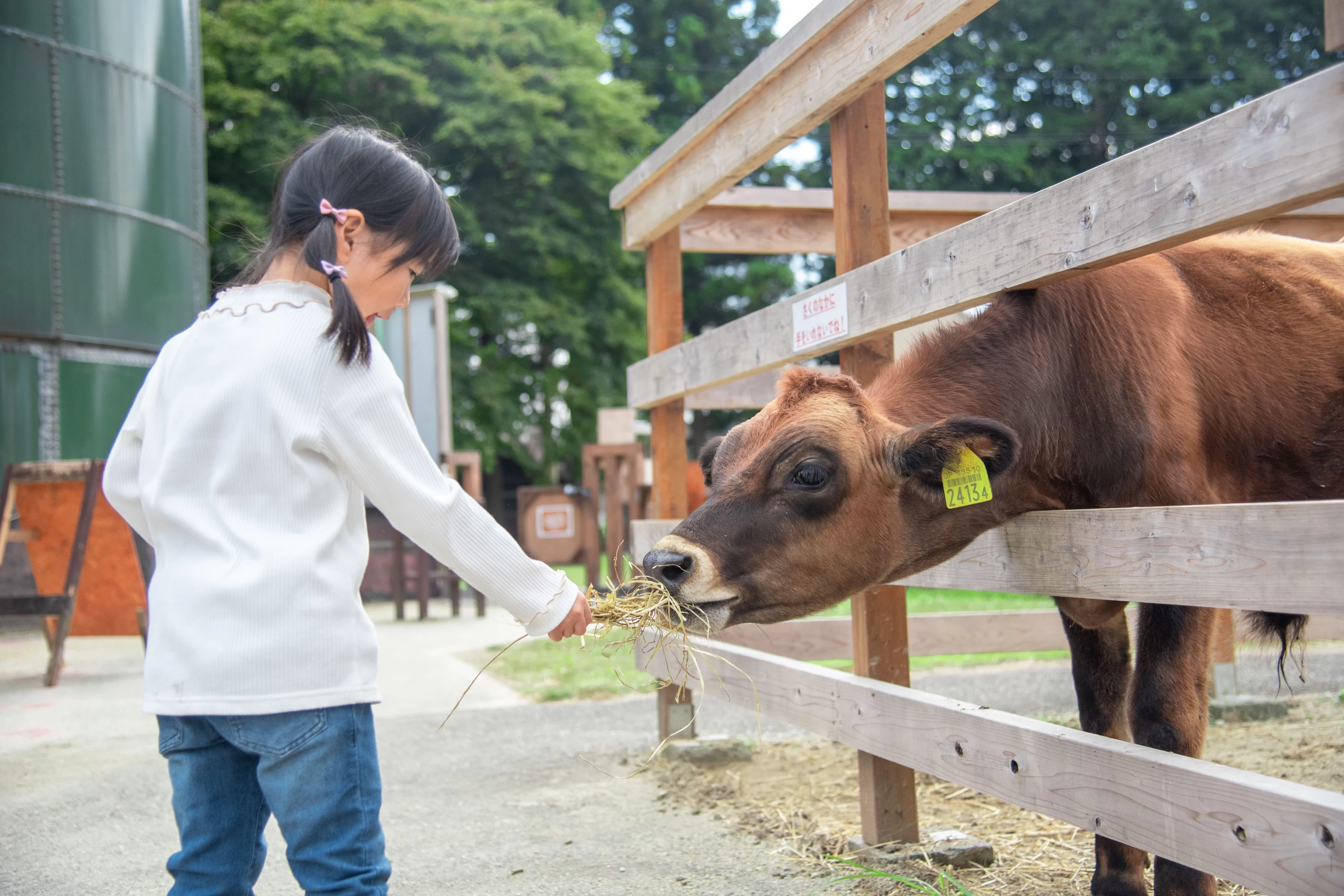 どうぶつふれあい広場には子牛のほか、羊やうさぎなど、さまざまな動物たちがいる