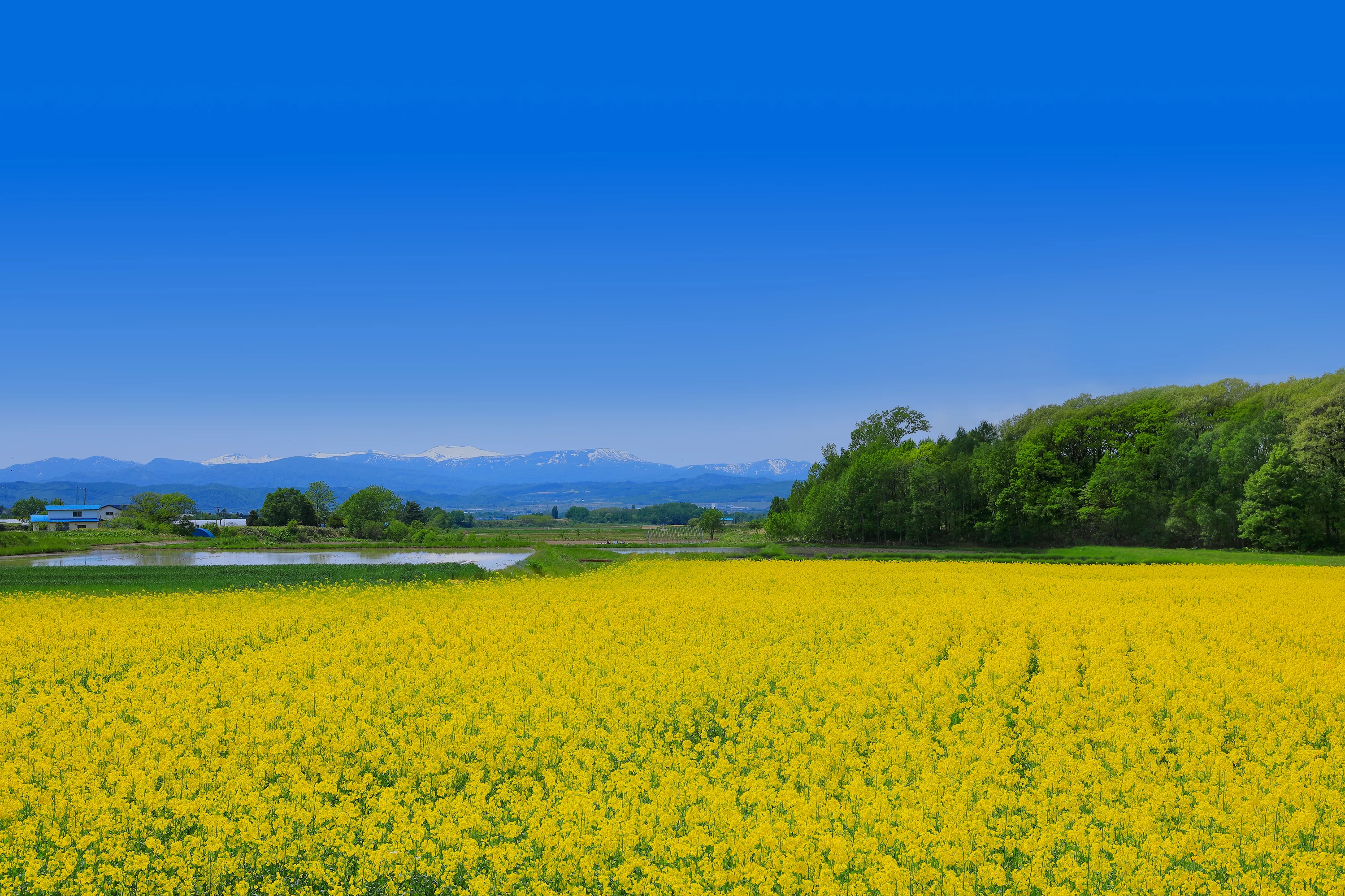 春には菜の花（江部乙）