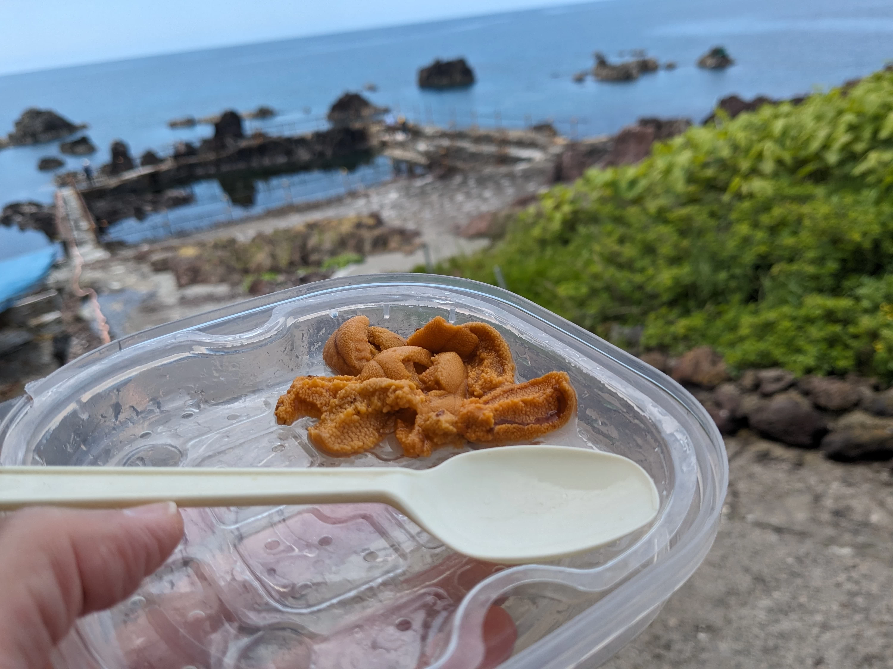 ウニ一個（現地にて撮影）