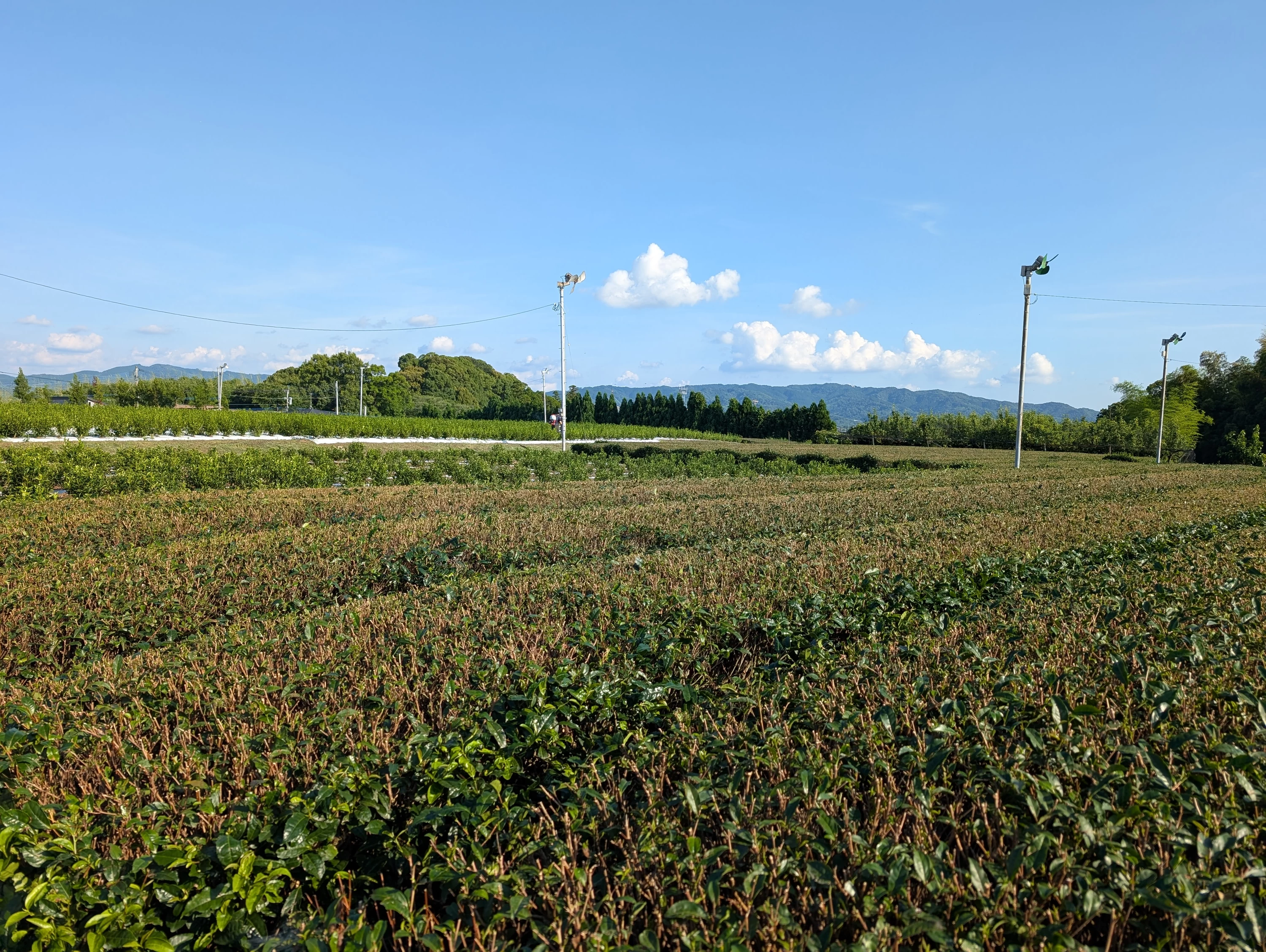 周りには茶園が広がる (現地にて撮)