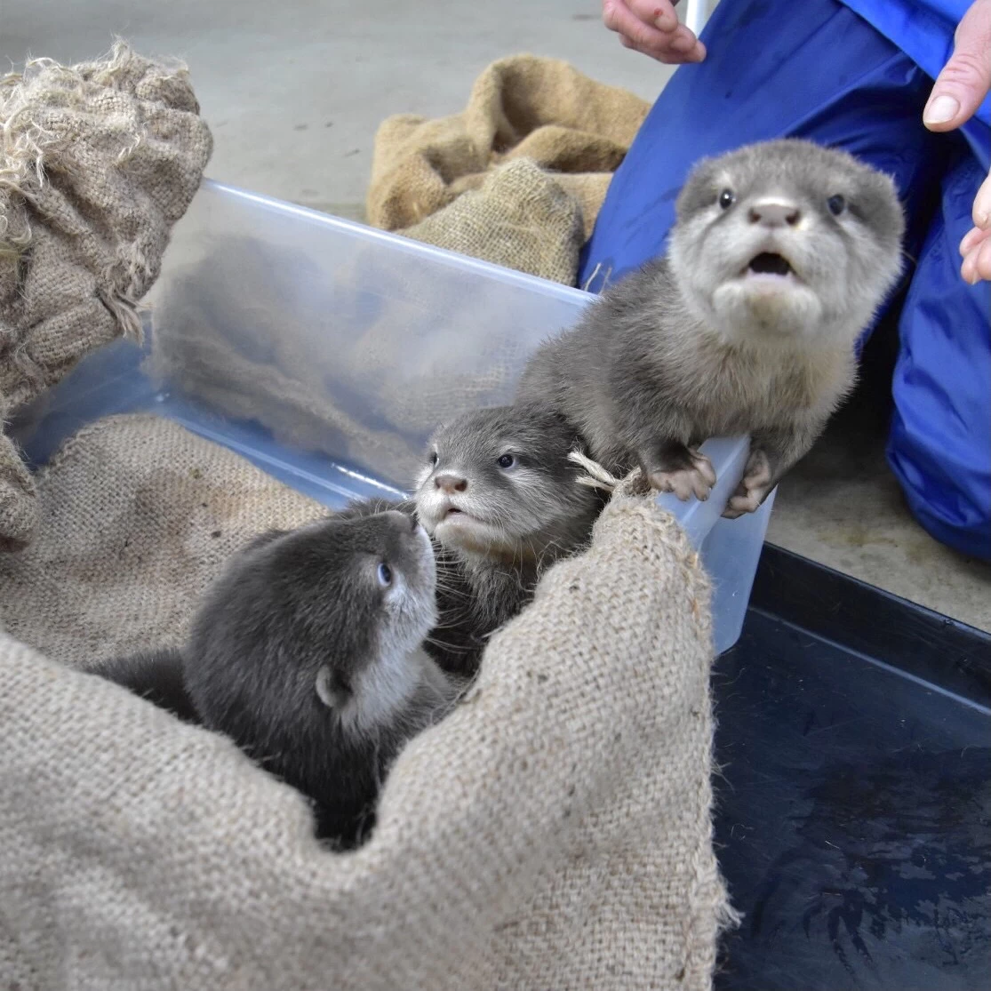 コツメカワウソの展示スペースも