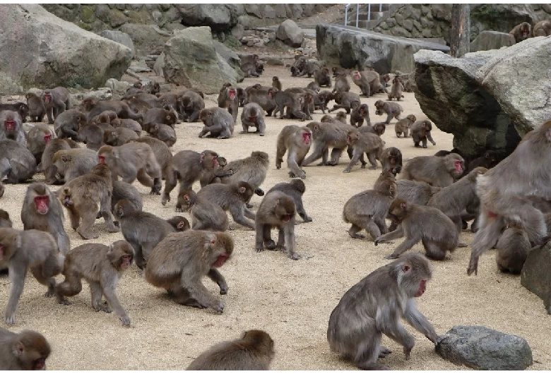 スポットのようす