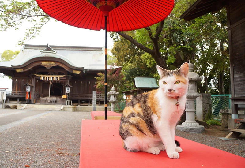 地元から愛されている猫が参拝者をお出迎え