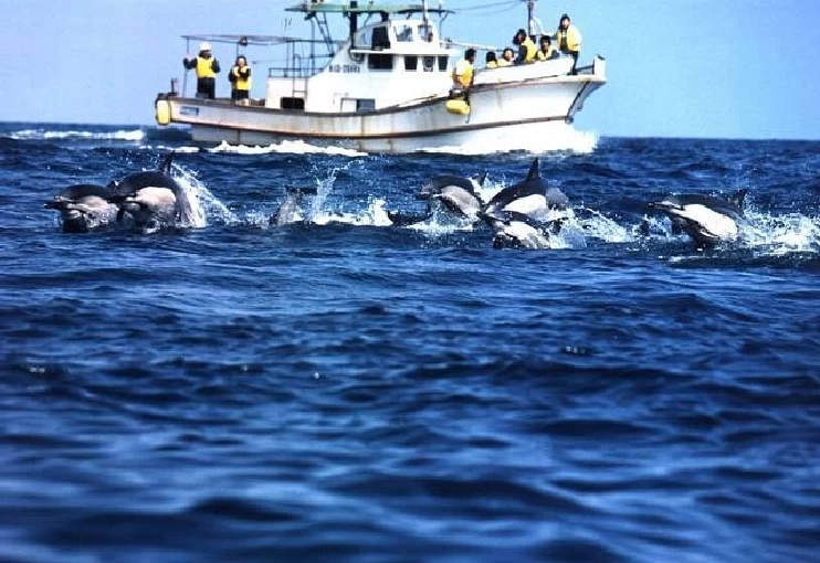 大方ホエールウォッチング①