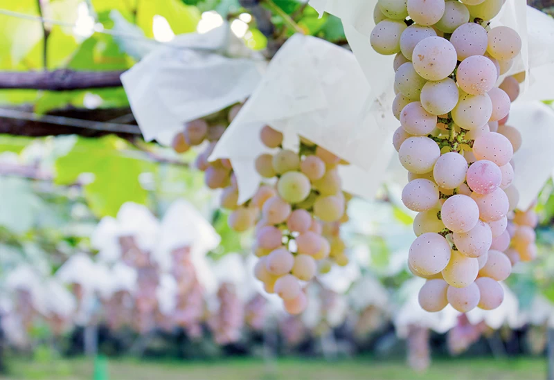 ブドウ栽培