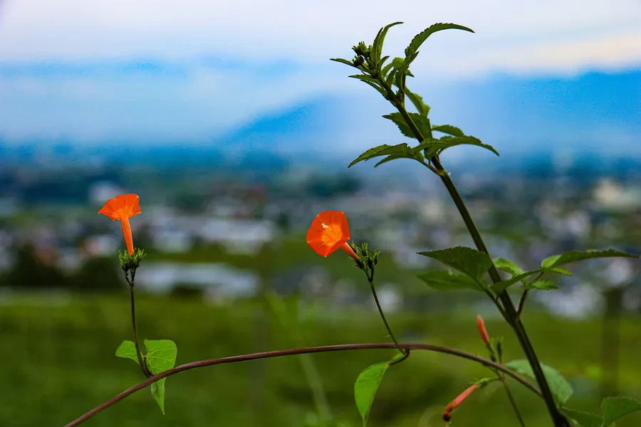 小高い丘からの景色に心癒やされる