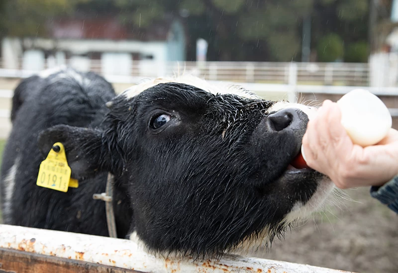 子牛にミルクをあげる体験