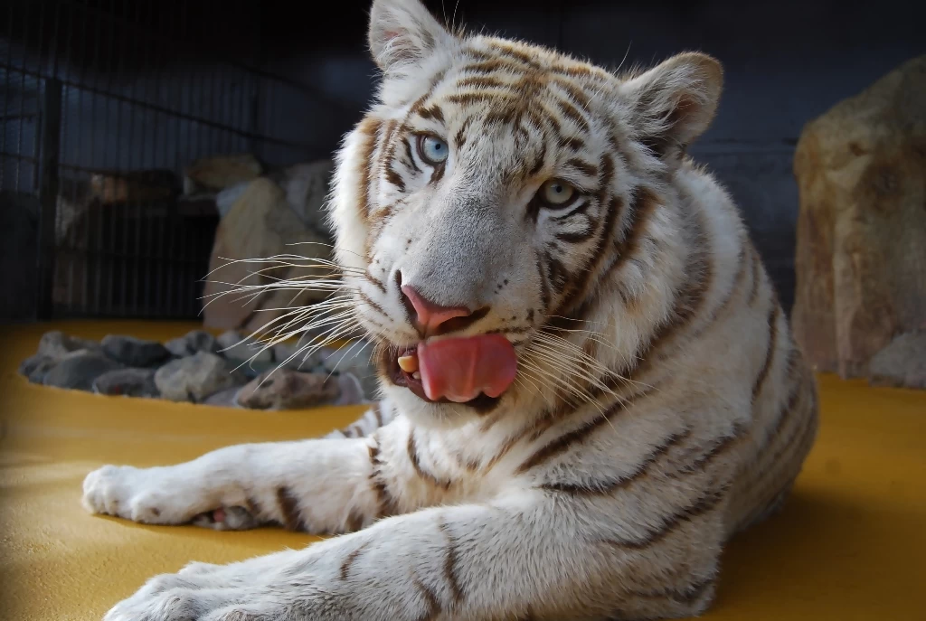 ホワイトタイガー