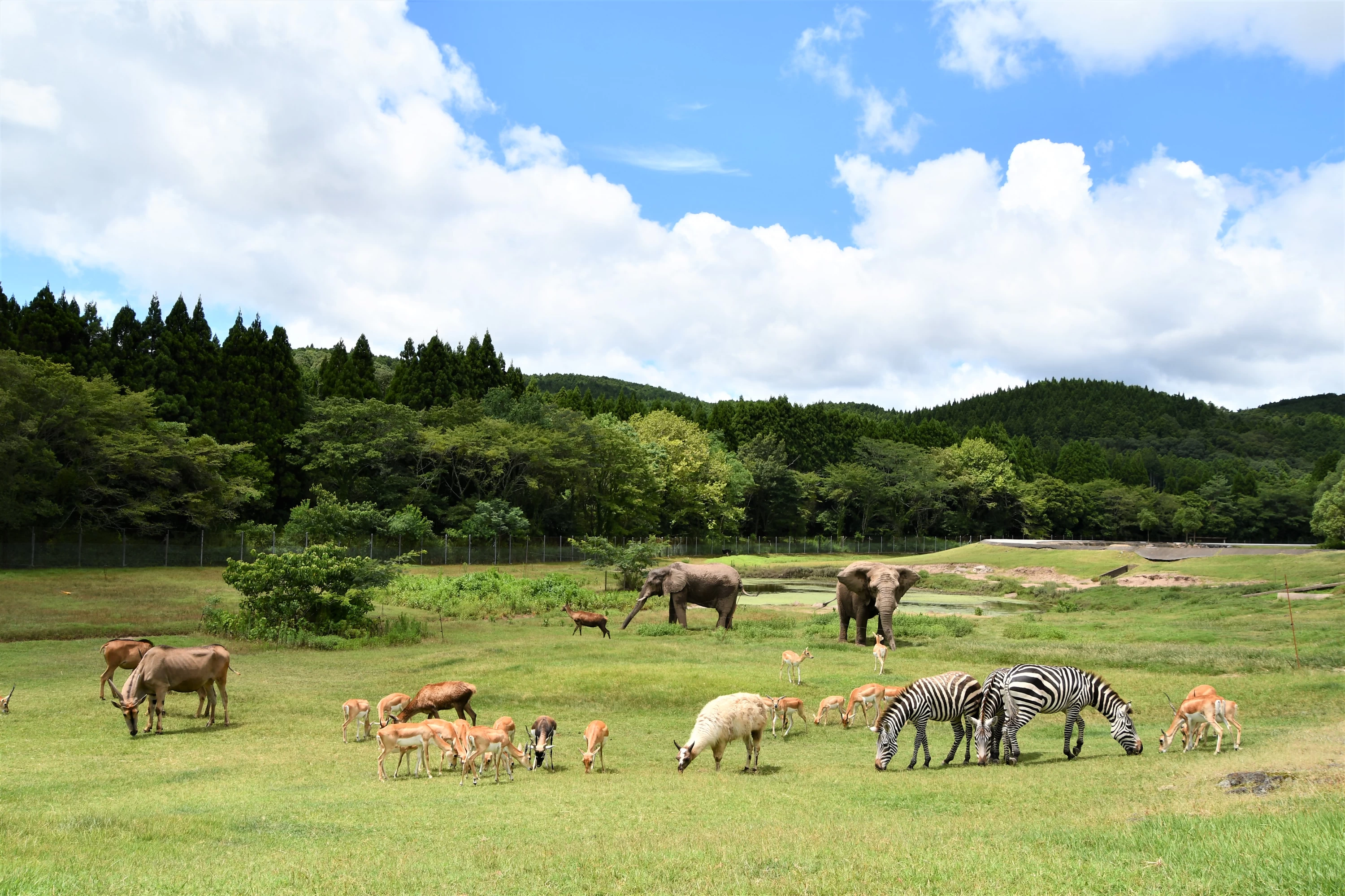 サファリゾーン