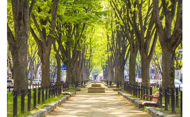 新緑と定禅寺通