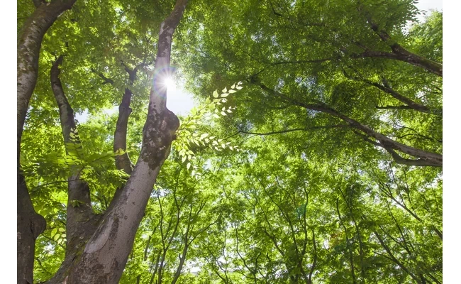 定禅寺通の木漏れ日