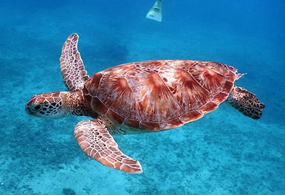 ウミガメシュノーケリングツアー