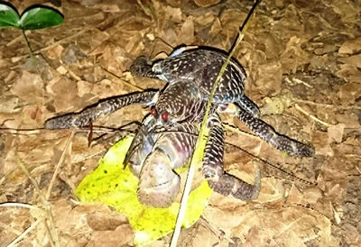 ヤシガニトレッキングツアー（7～9月）