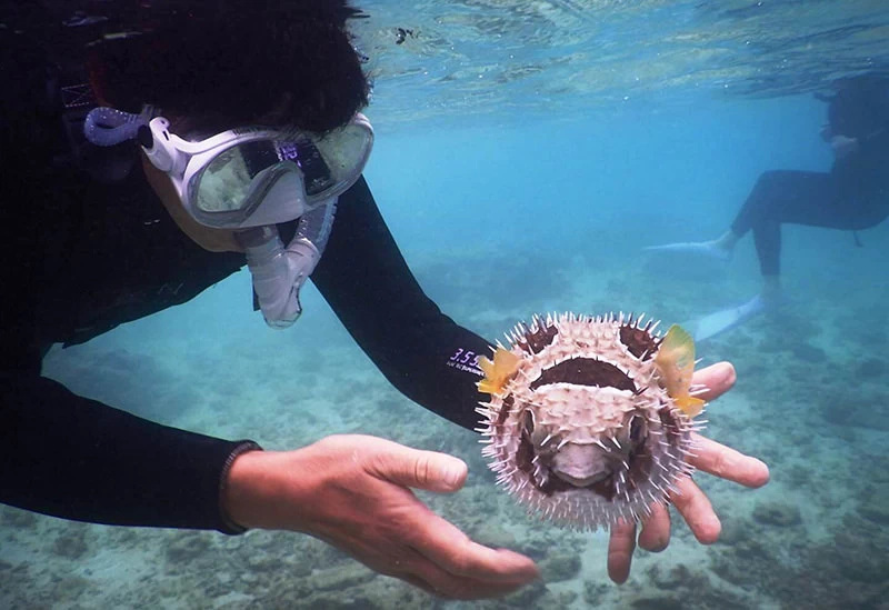 南国ならではの魚に出会える