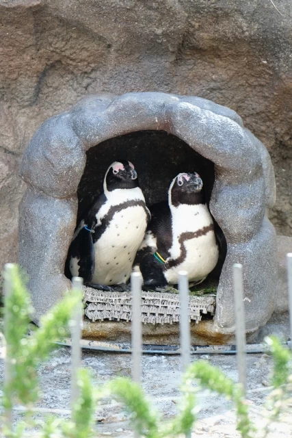 サンシャイン水族館①