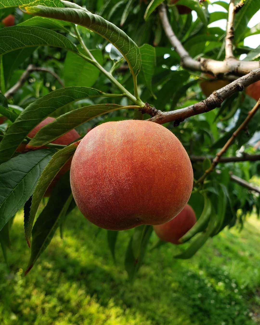 桃(6月中旬~8月末)