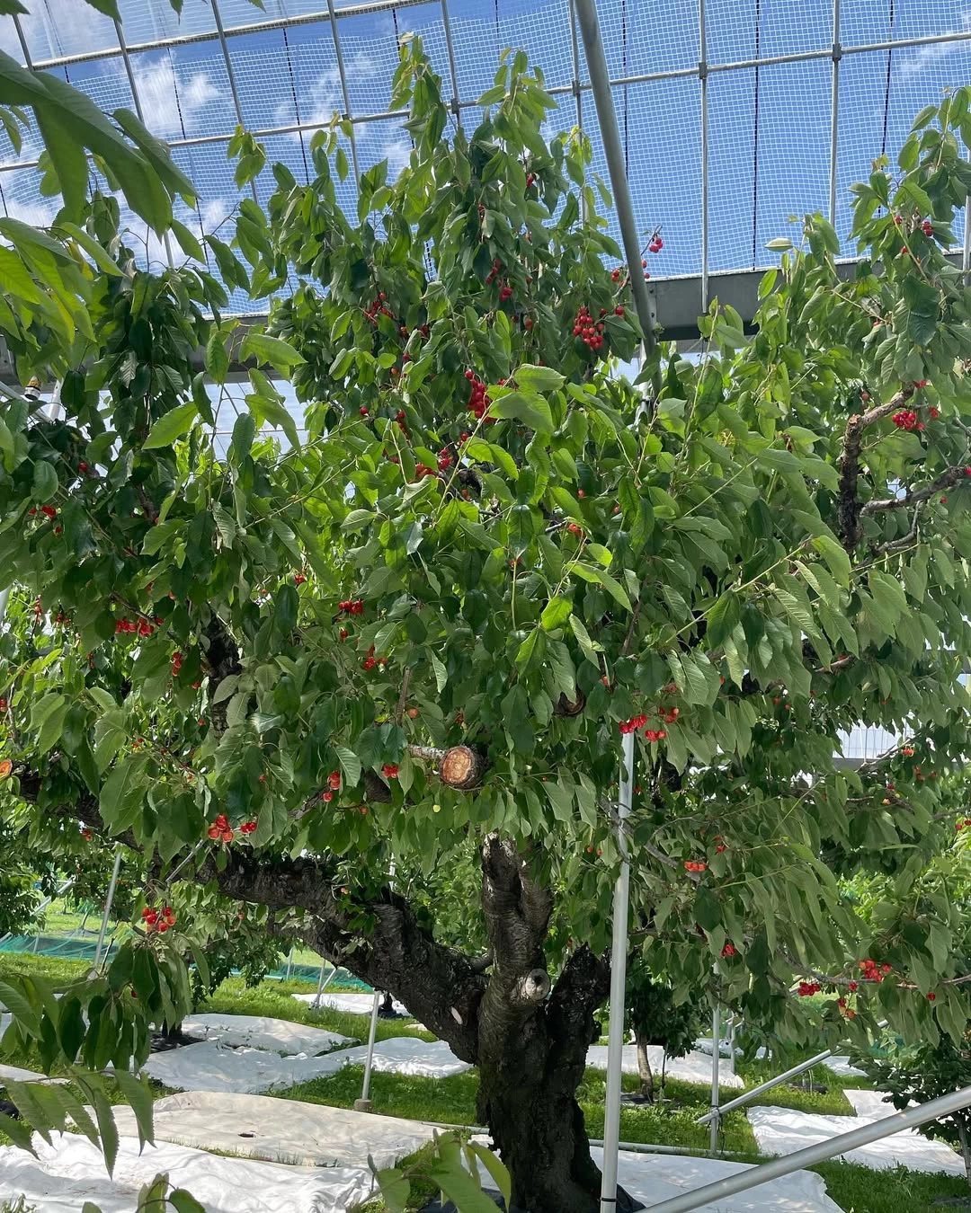 さくらんぼ(6月)