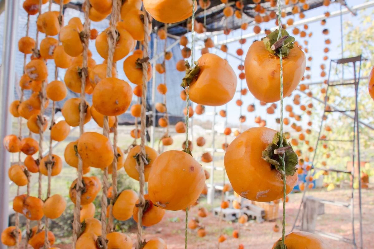 干し柿作り体験(11月中旬~12月中旬)