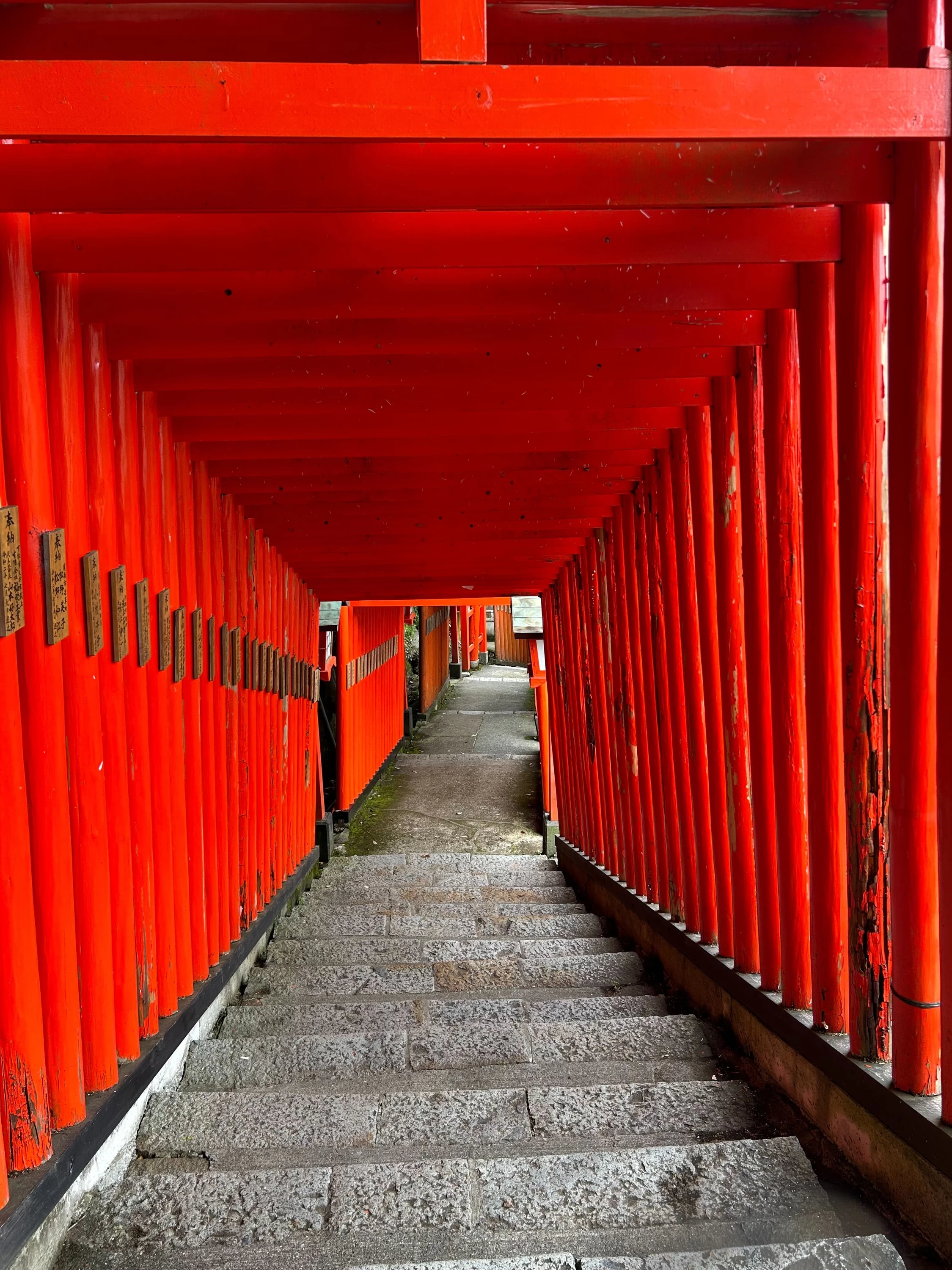 朱塗りの鳥居が続く（現地にて撮影）