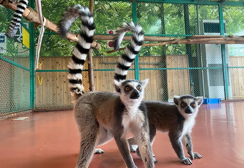 ワオキツネザル