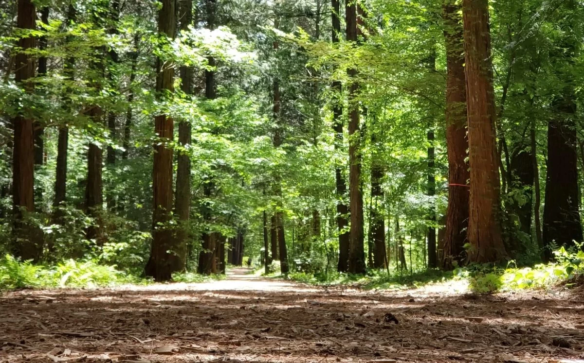 セラピーロード