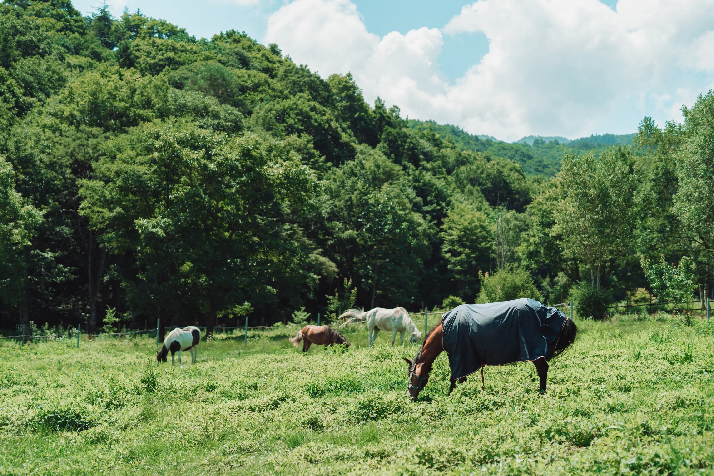 草を食む馬たち