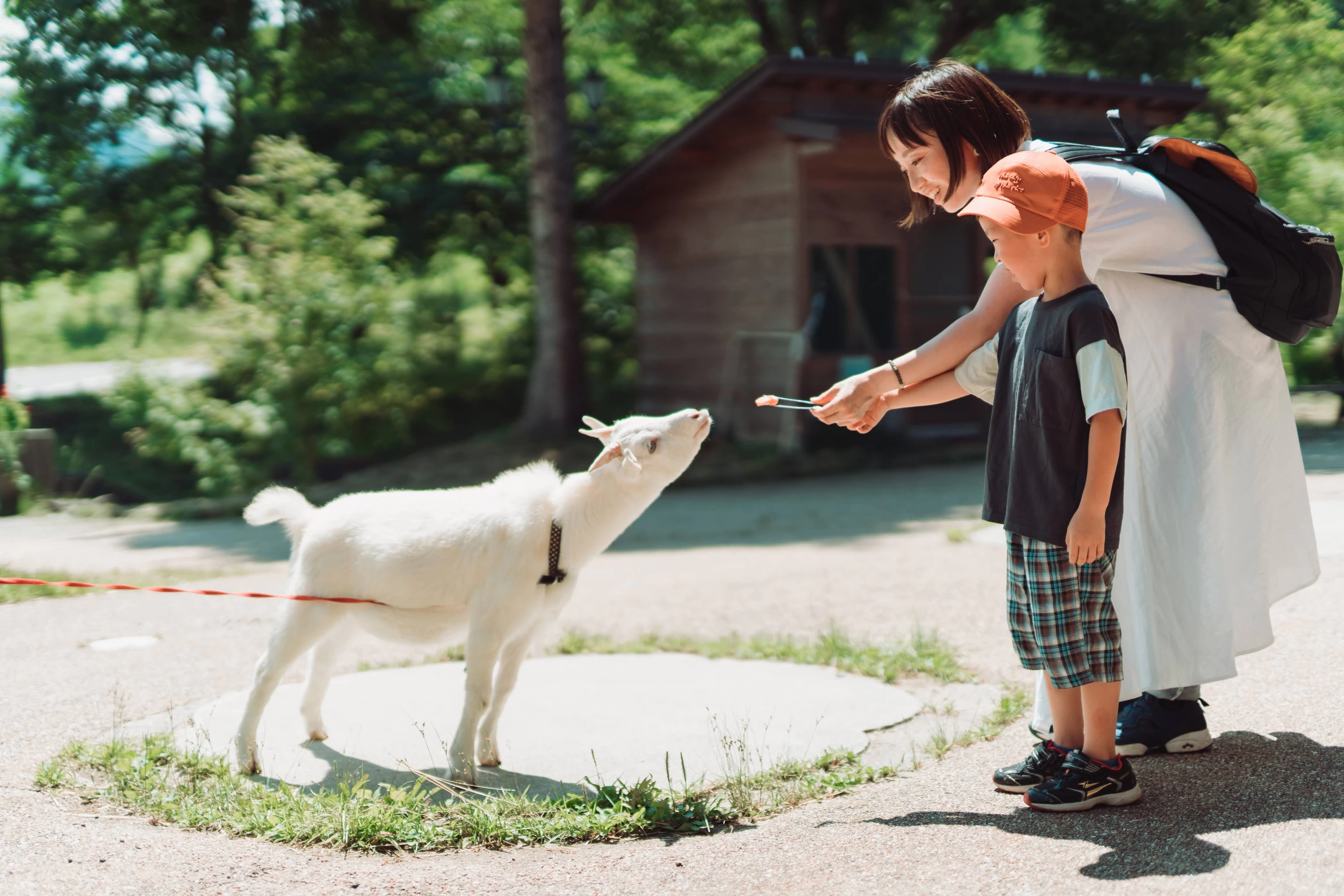 ヤギとのふれあい